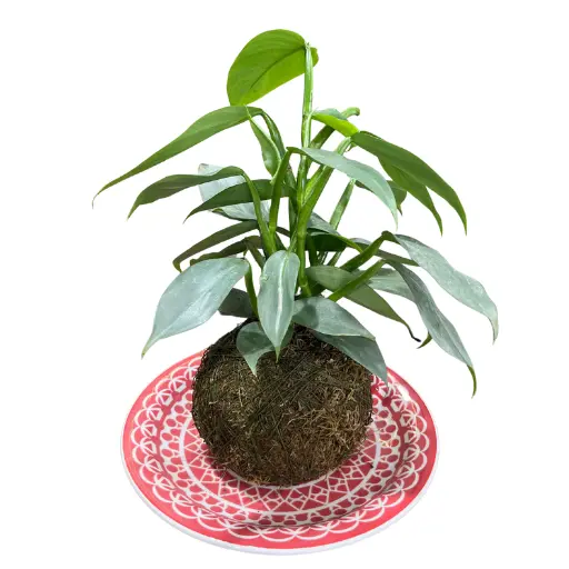 Planta Kokedama philodendron plateado